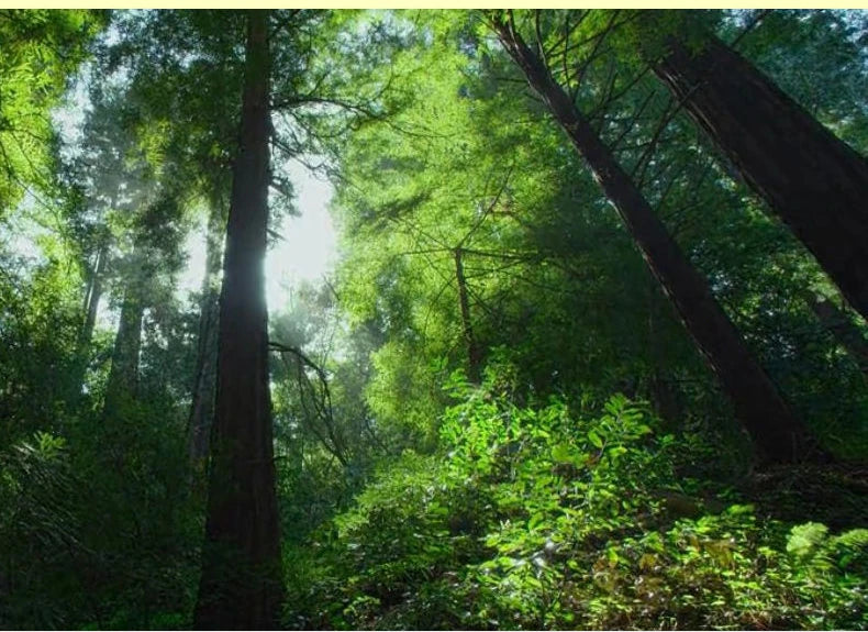 Multi-Layer Balcony Flower Rack - Space-Saving Chic for Plant Lovers